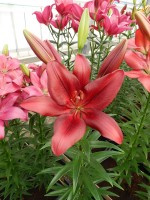 [4044 Forza Red No02.JPG]